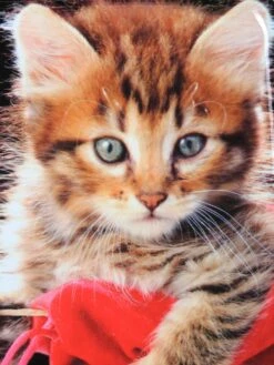 Ensemble 4 Valises Madisson Chaton -Delsey Soldes Magasin ensemble valise madisson 842951z